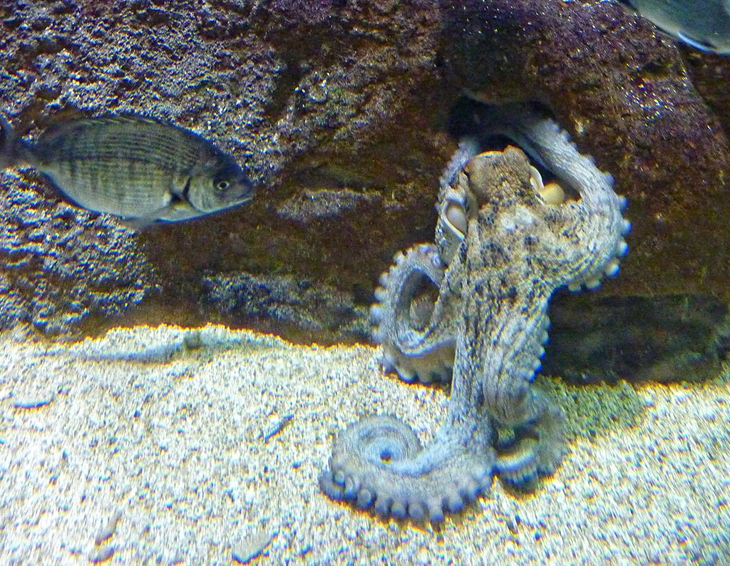 Museé de la Mer, Biarritz