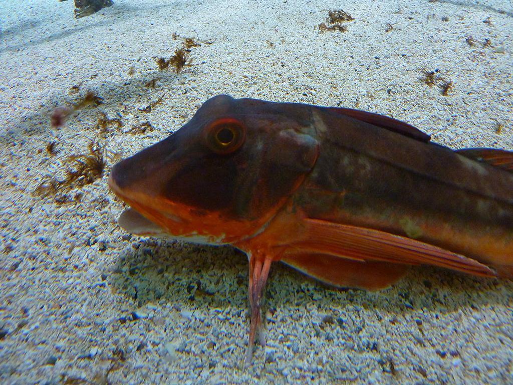 Museé de la Mer, Biarritz