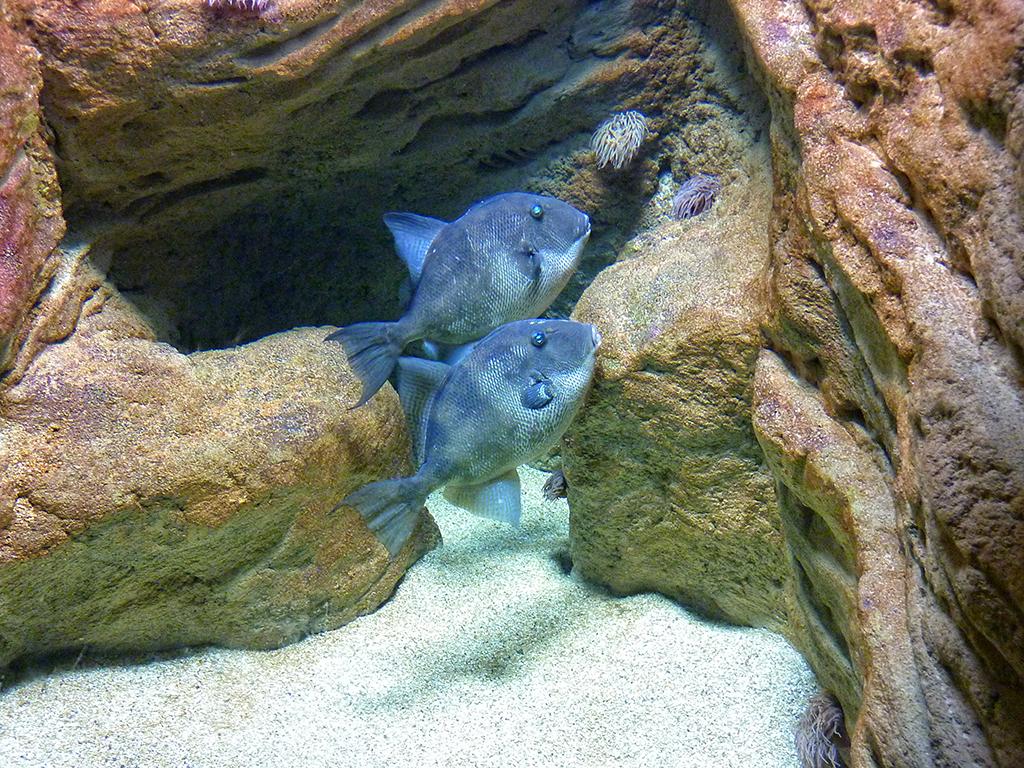  Museé de la Mer, Biarritz