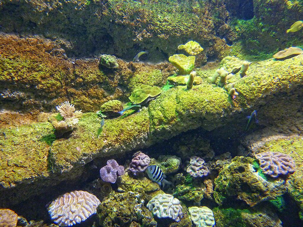  Museé de la Mer, Biarritz