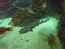 Museé de la Mer, Biarritz