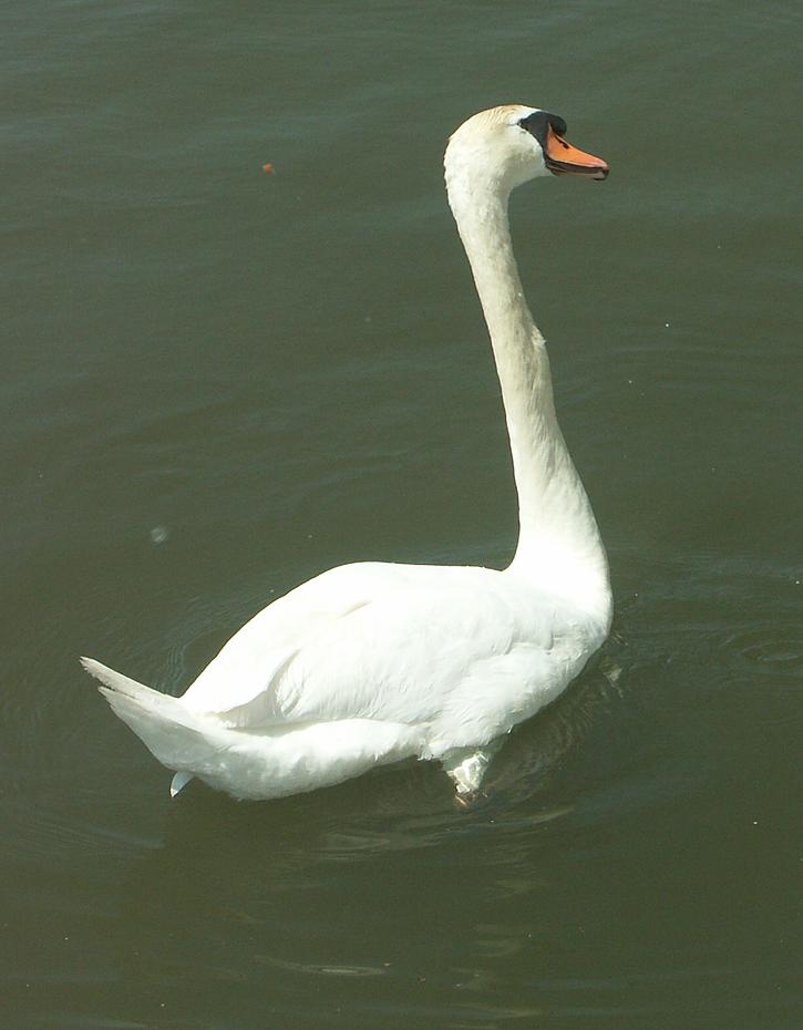 Schwan auf Bettelattacke