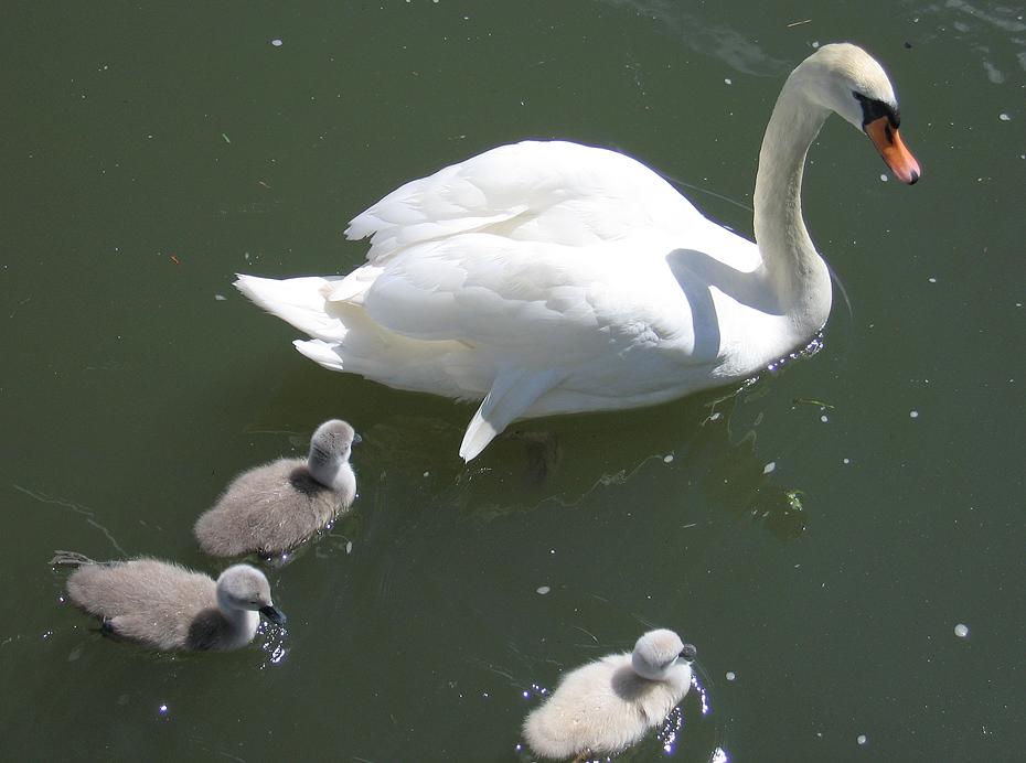 Schwan mit Babyschwänen