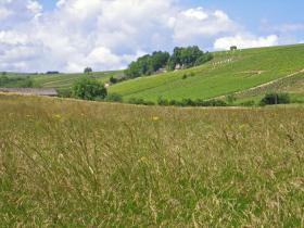 Das Ziel der Begierde: Weingut in Saint Satur