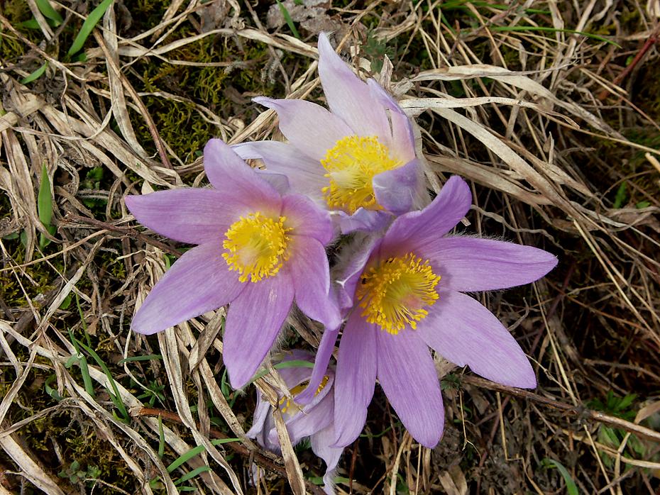 3 Kuhschellen