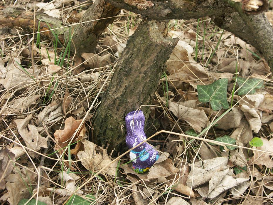 Ein versteckter Hase (bevor er gefunden wurde)
