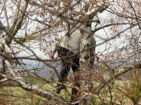 Osterhase auf der Flucht
