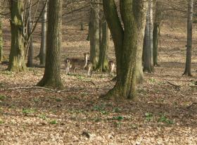 Wildpark von außen