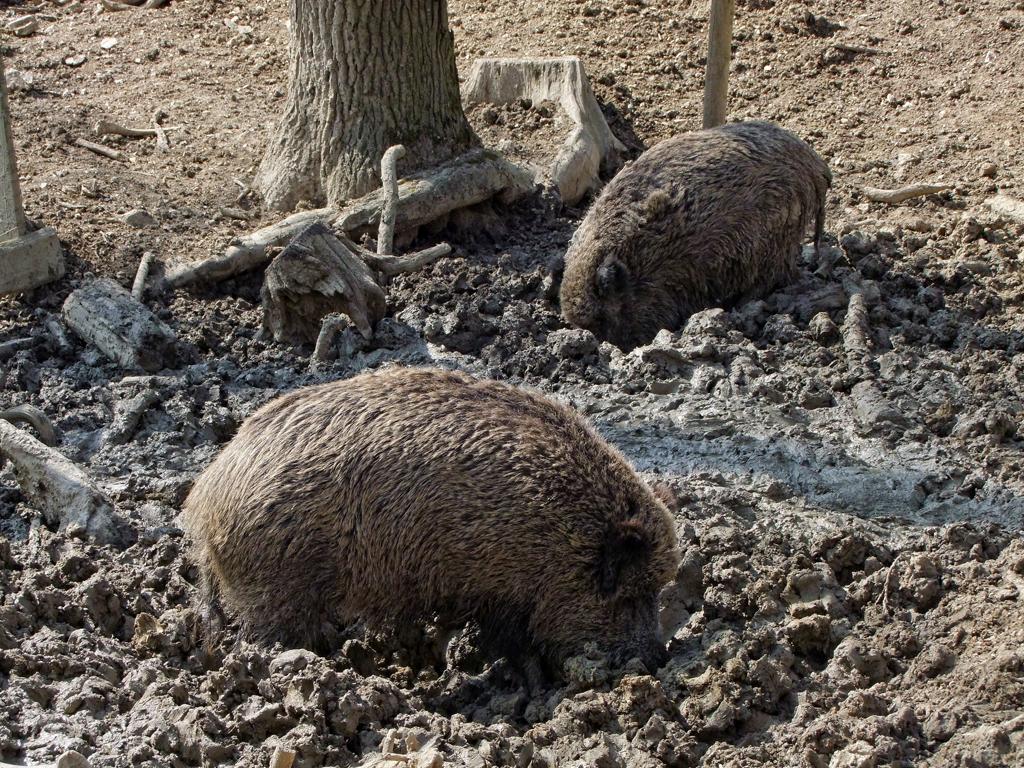Wildsäue im Tierpark Ernstbrunn