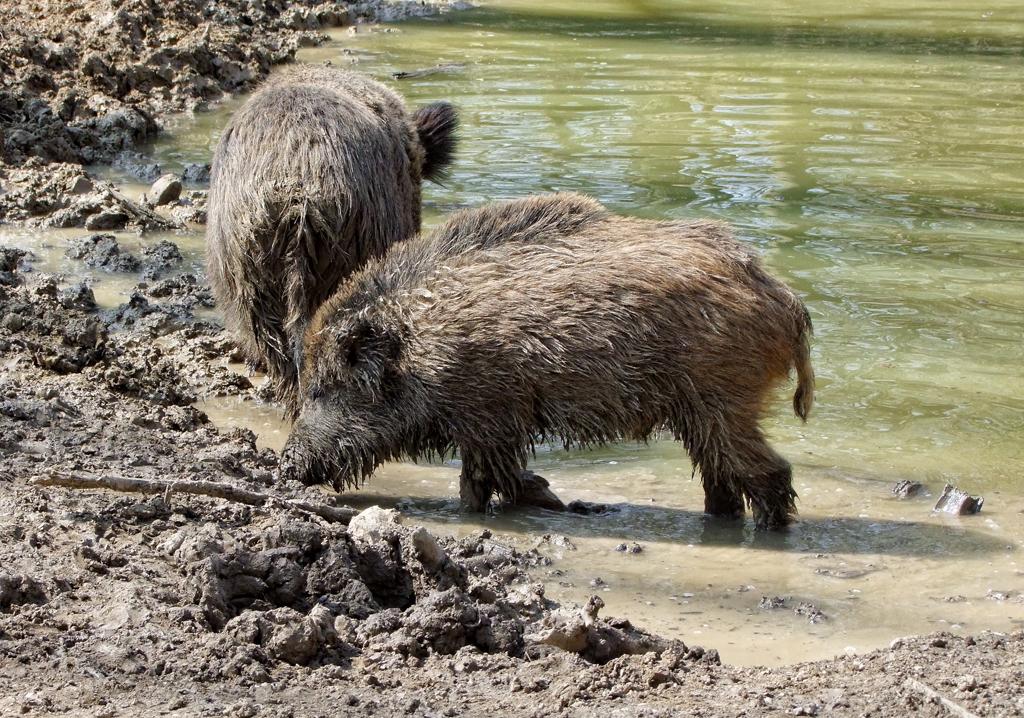 Wildsäue im Tierpark Ernstbrunn