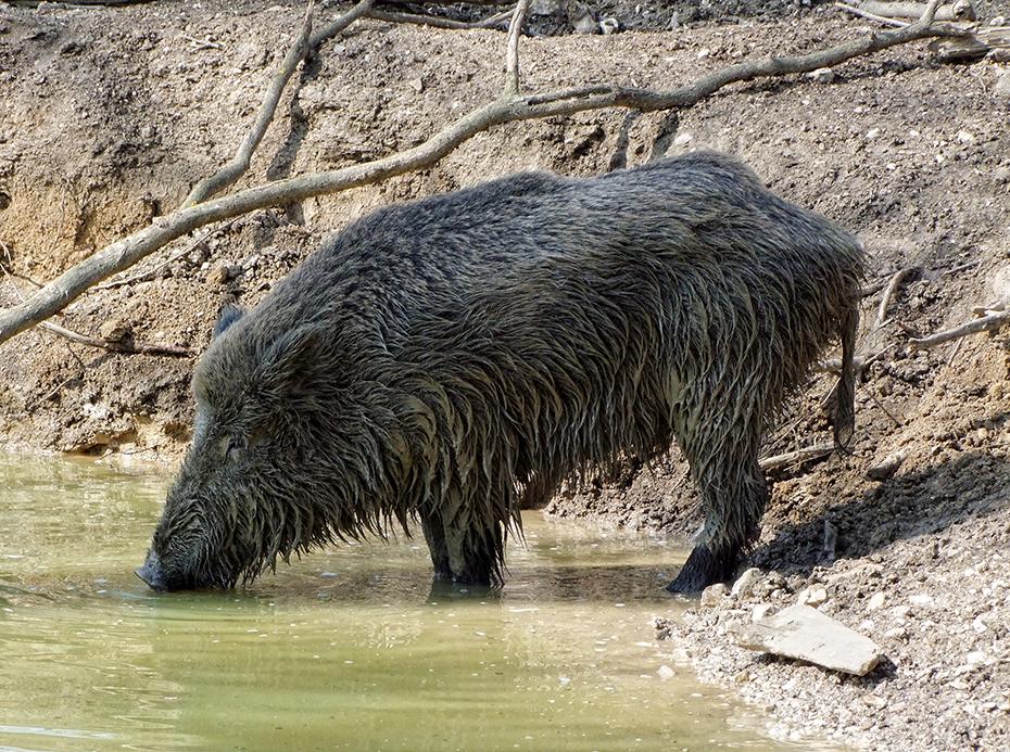 Wildsau im Tierpark Ernstbrunn