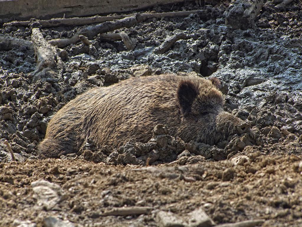 Wildsau im Tierpark Ernstbrunn