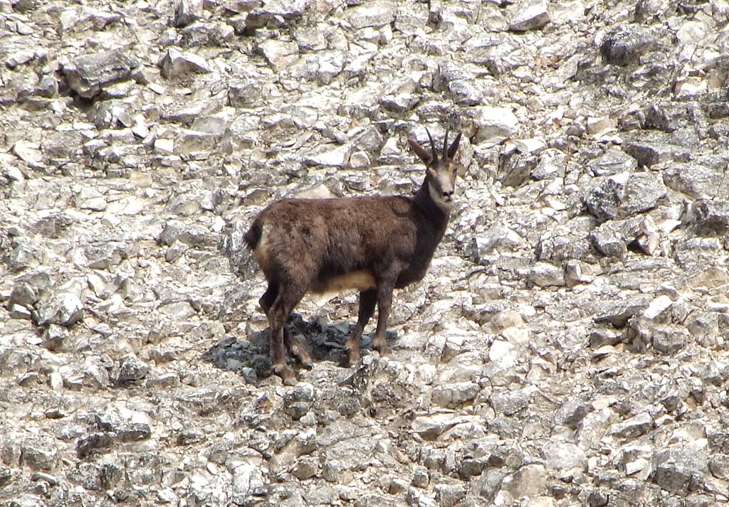 Gemse im Tierpark Ernstbrunn