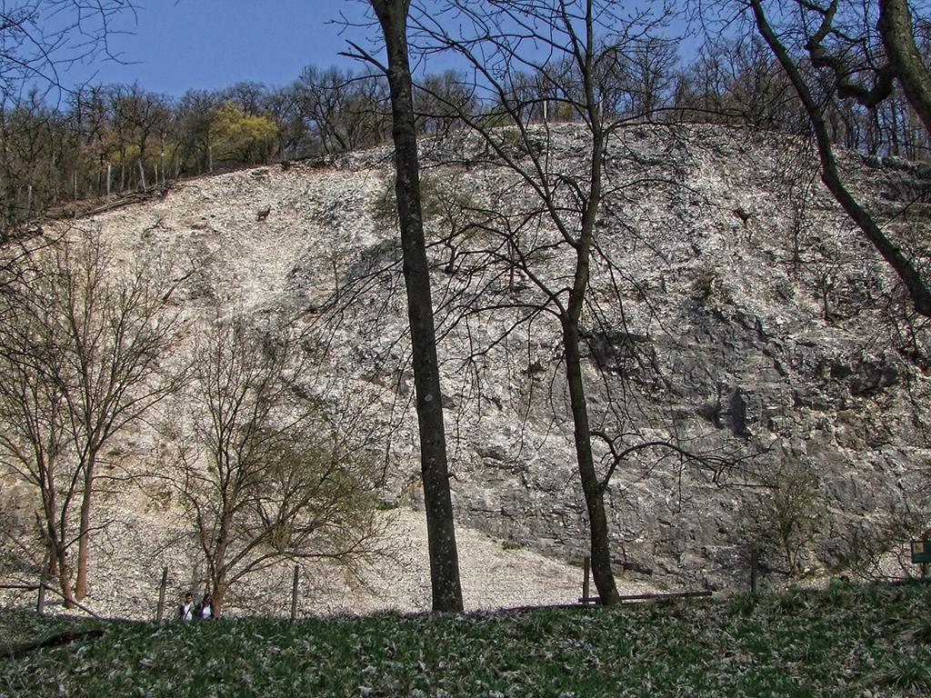 Gemse im Tierpark Ernstbrunn