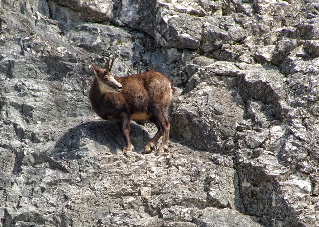 Gemse im Tierpark Ernstbrunn
