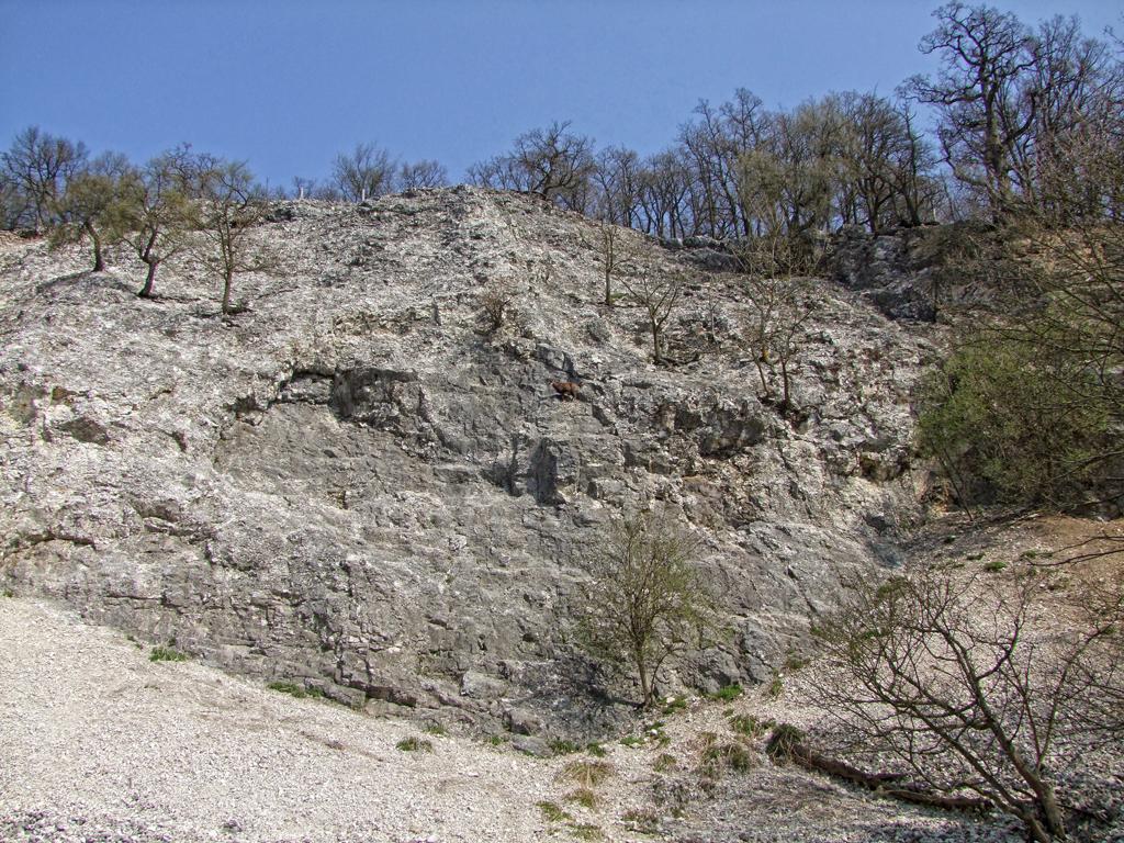 Gemse im Tierpark Ernstbrunn