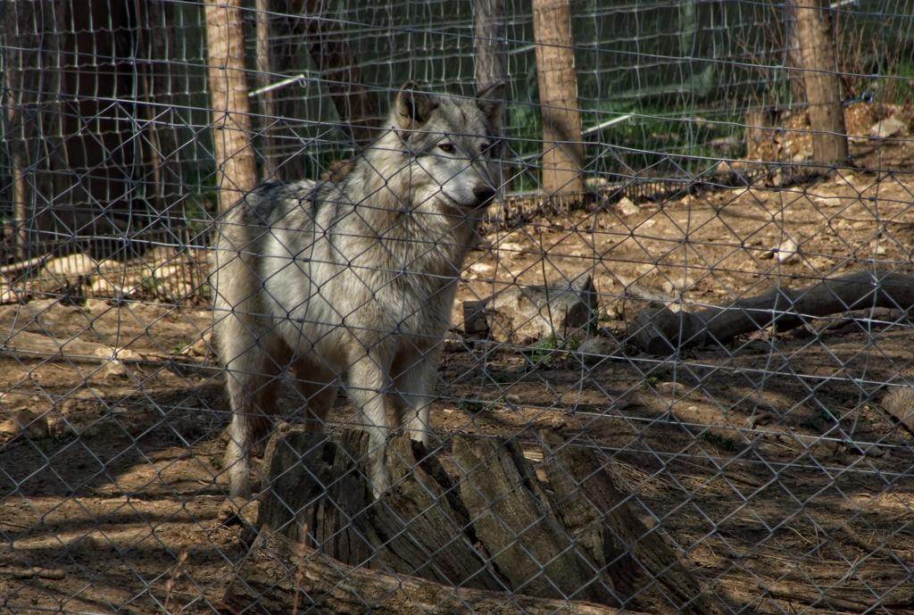 Wolf im im Tierpark Ernstbrunn