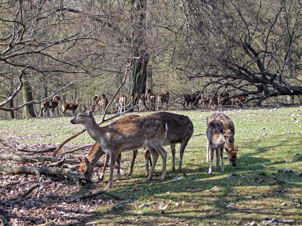 Rehe im Tierpark Ernstbrunn