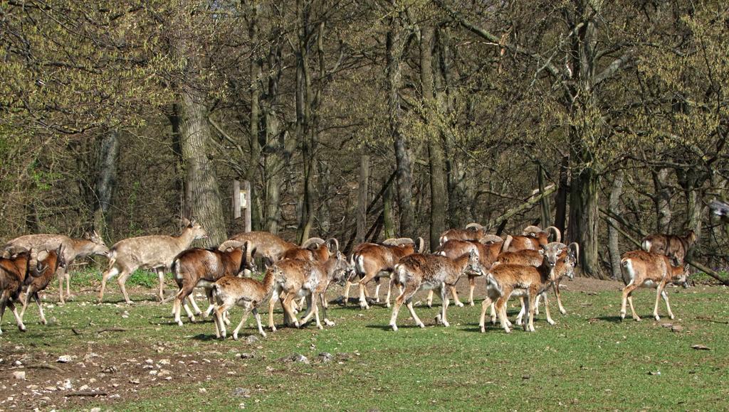 Hörndlviehherde im Tierpark Ernstbrunn