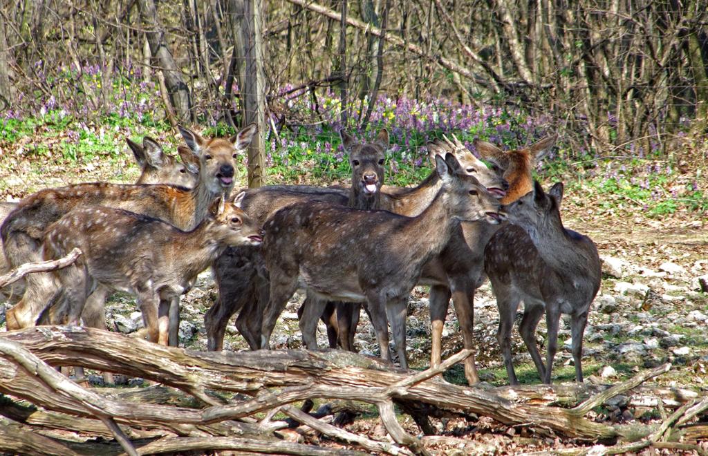 Rehe im Tierpark Ernstbrunn