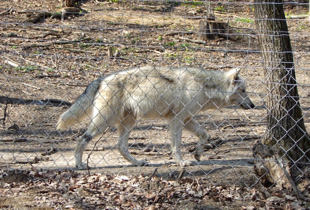 Wolf im Tierpark Ernstbrunn