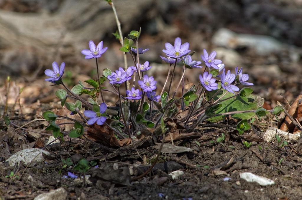 Blumen im Tierpark Ernstbrunn