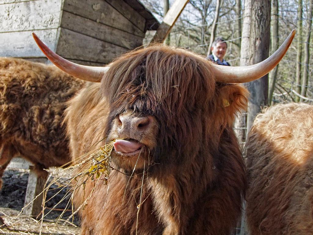 Rinder im Tierpark Ernstbrunn