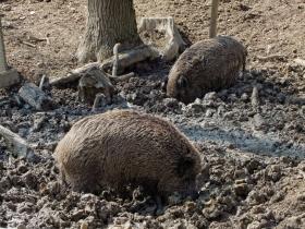 Wildsäue im Tierpark Ernstbrunn