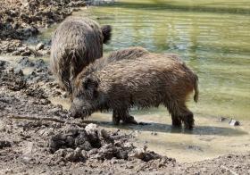 Wildsäue im Tierpark Ernstbrunn