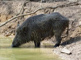 Wildsau im Tierpark Ernstbrunn