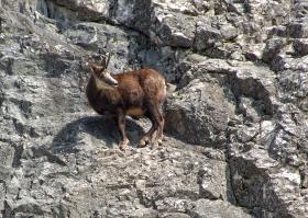 Gemse im Tierpark Ernstbrunn