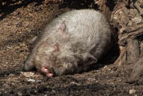 Hängebauchschwein im Tierpark Ernstbrunn