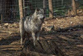 Wolf im im Tierpark Ernstbrunn