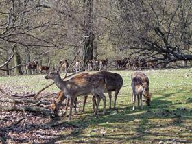 Rehe im Tierpark Ernstbrunn
