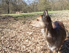 Reh  im Tierpark Ernstbrunn