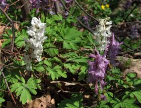 Blumen im Tierpark Ernstbrunn