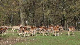 Hörndlviehherde im Tierpark Ernstbrunn