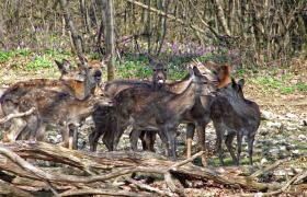 Rehe im Tierpark Ernstbrunn