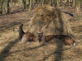 Rehe im Tierpark Ernstbrunn