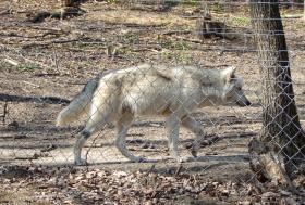 Wolf im Tierpark Ernstbrunn