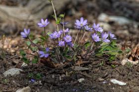 Blumen im Tierpark Ernstbrunn