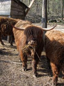 Rinder im Tierpark Ernstbrunn