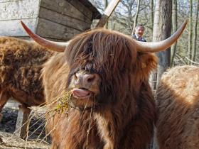 Rinder im Tierpark Ernstbrunn