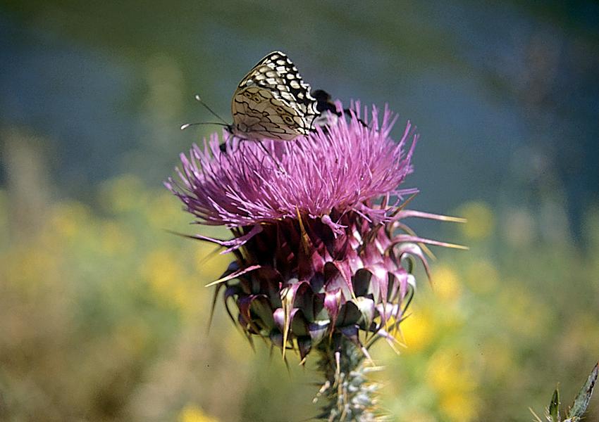 Distel am Ladonos See (Λάδωνος) 