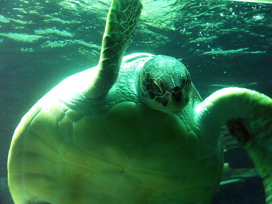 Wasserschildkröte sieht mich an