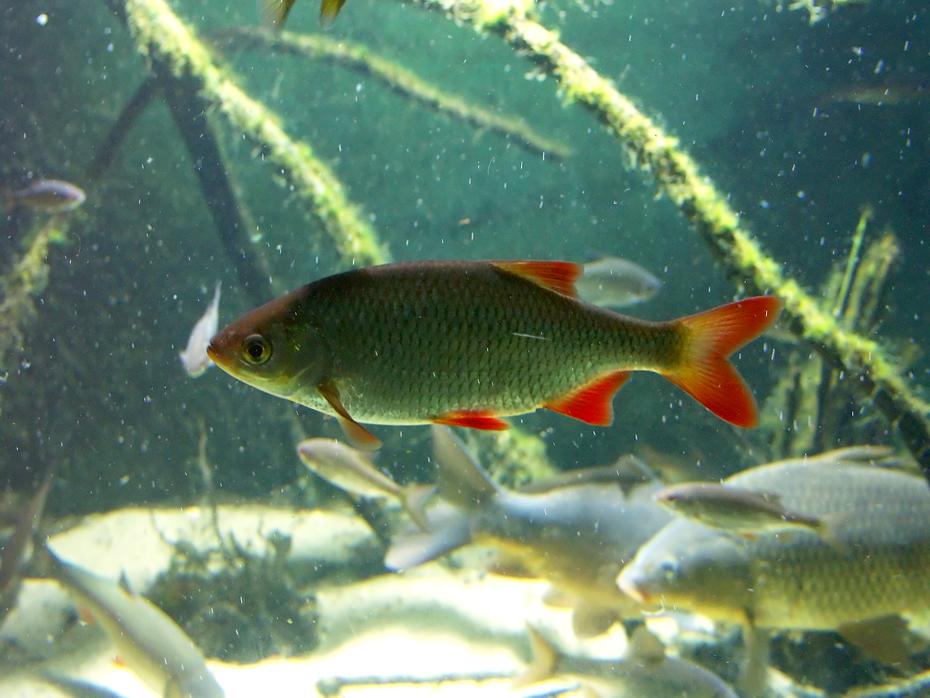 hübscher Fisch