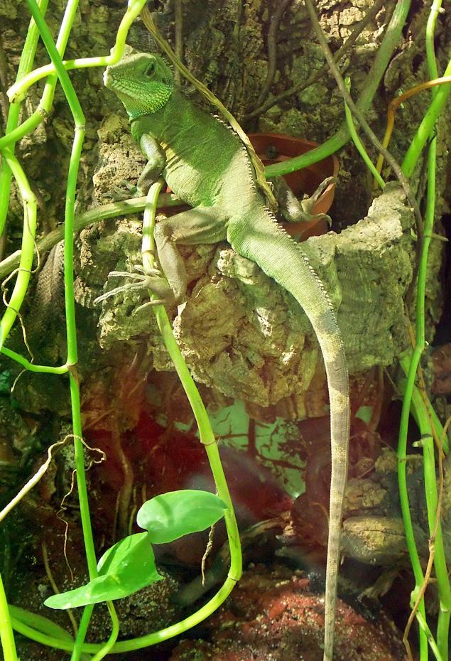 Leguan am Baum