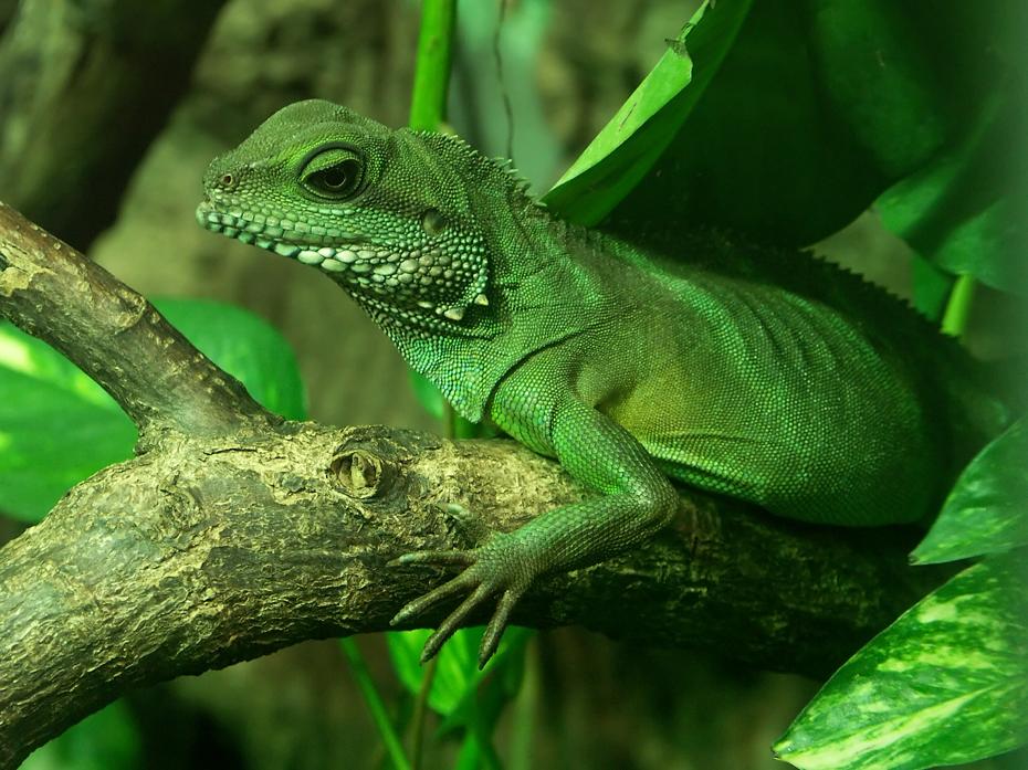 Leguan in Nahaufnahme