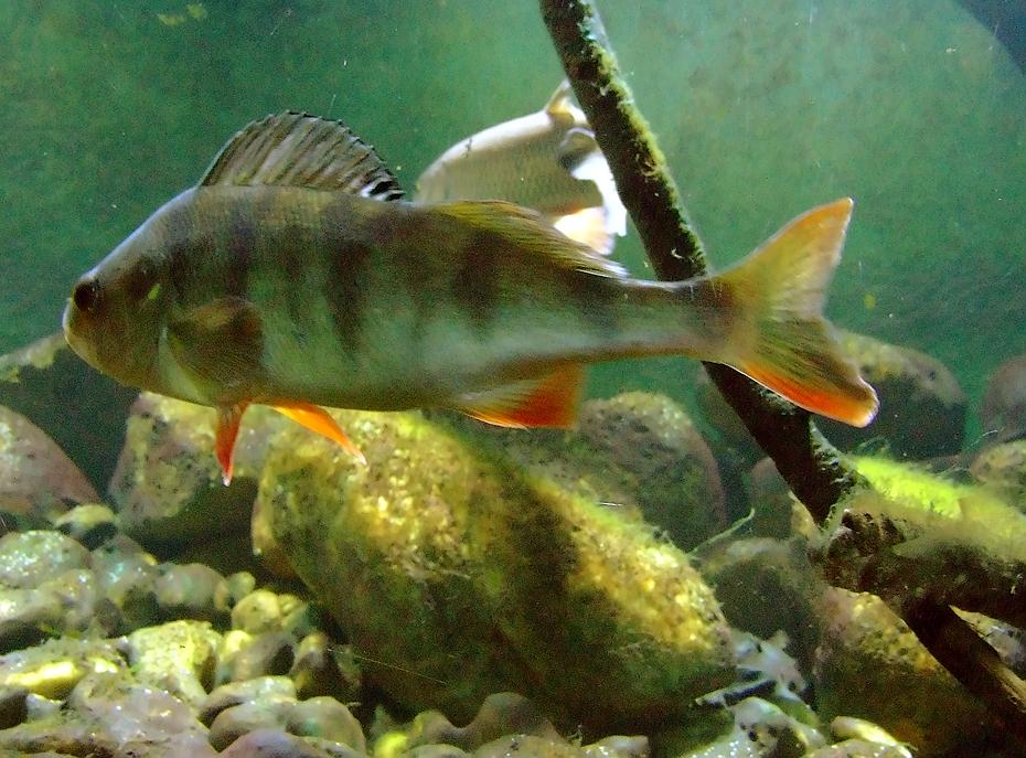 eiliger Fisch