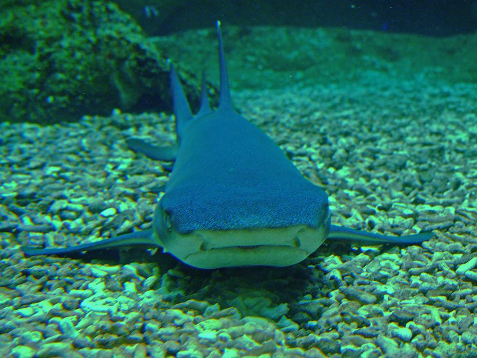 Hai in der Ruhephase